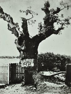 Brockley Lane: Old Oak, London, 1890 av English Photographer
