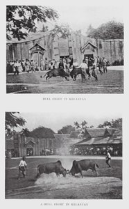 Oksekamp i Kelantan (s/hvitt bilde) av English Photographer