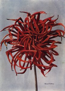 Kaktus-Dahlia, Erobrer (fargebilde) av English Photographer