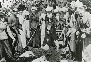Katteutstilling i Royal Botanic Gardens, Westminster, i 1900 av English Photographer
