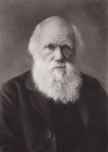 Charles Darwin, portrett, ca 1880 (s/hvitt-bilde) av English Photographer