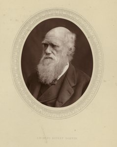 Charles Robert Darwin av English Photographer