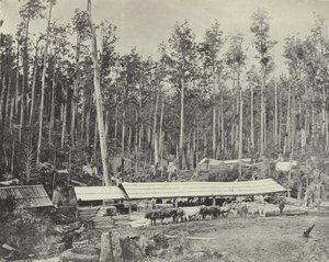 Childers Sagbruk, Gippsland av English Photographer