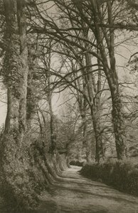 Cockington Lane, Devonshire, nær Torquay av English Photographer