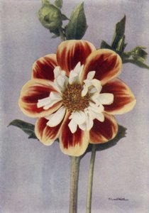 Collarette Dahlia, Gallia (fargebilde) av English Photographer
