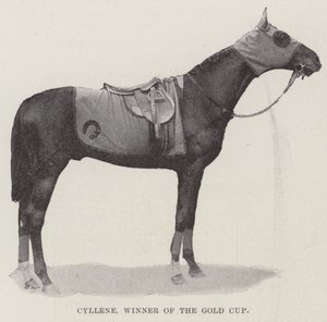 Cyllene, vinner av Gold Cup av English Photographer