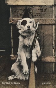 Hund som holder en pistol (fargebilde) av English Photographer