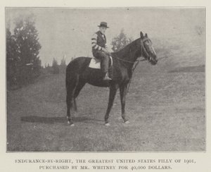 Endurance-by-Right, det største USA-føllet fra 1901, kjøpt av Mr Whitney for 40 000 dollar av English Photographer