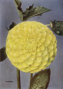Fancy Dahlia, fru Saunders (fargebilde) av English Photographer