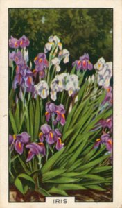 Hageblomster: Iris (fargebilde) av English Photographer