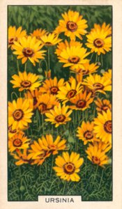 Hageblomster: Ursinia (fargebilde) av English Photographer