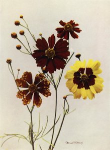 Hagevarianter av Coreopsis Drummondii og C Tinctoria (fargebilde) av English Photographer