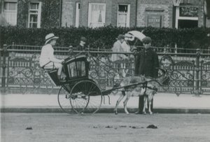 Geittrukket transport av English Photographer