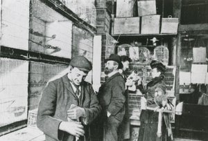 Flott dyrebutikk i Portland Street av English Photographer