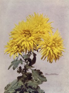 Horace Martin (fargefoto) av English Photographer
