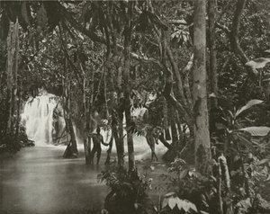Jamaica: Blue Pool – den brusende elven, St. Anns (s/h-bilde) av English Photographer