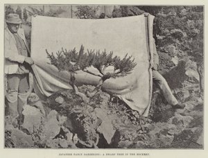 Japanese Fancy Gardening, A Dwarf Tree in the Rockery av English Photographer
