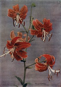 L Maximowiczii (trykk) av English Photographer