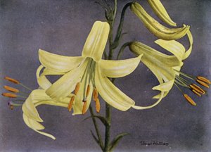 L Parryi (trykk) av English Photographer