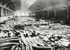 London Docks: elfenbenslager, 1895 av English Photographer