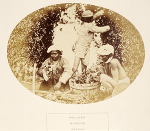 Mallees (Gardeners), Hindus, Madras, fra The People of India, av J. Forbes Watson, utgitt 1868 (albumtrykk) av English Photographer