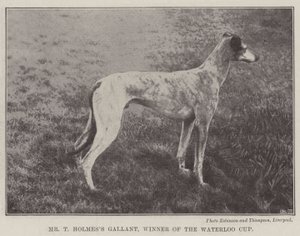 Mr T Holmess Gallant, vinner av Waterloo Cup av English Photographer