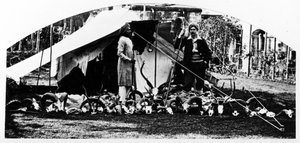 Mine indiske jakttrofeer, ca. 1870-tallet av English Photographer