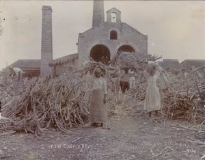 Newcastle Plantation, 1880 av English Photographer