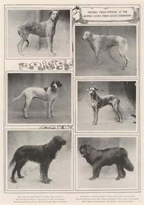 Bemerkelsesverdige prisvinnere på Kennel Clubs førti-sekste utstilling