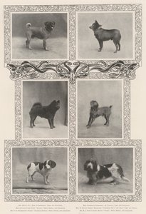Bemerkelsesverdige prisvinnere på Kennel Clubs førti-sekste utstilling av English Photographer