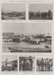 Oyster-Culture, de berømte sengene i Cancale, Bretagne