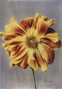 Paeoniblomstrende gelia, Geishaen (fargebilde) av English Photographer