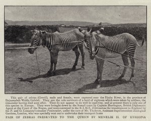 Sebrapar presentert for dronningen av Menelik II av Etiopia av English Photographer