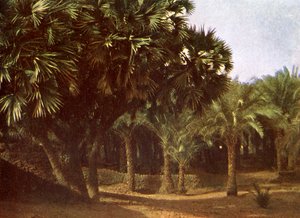 Palm Grove nær Karnak, Egypt av English Photographer