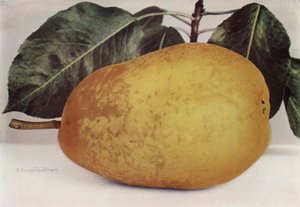 Pære, Pitmaston Duchess (fargebilde) av English Photographer