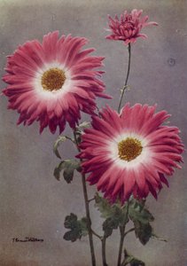 Percy Arnold (fargebilde) av English Photographer