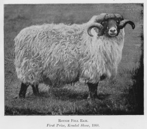 Rough Fell Ram, Førstepremie, Kendal Show av English Photographer