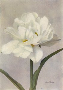 Schoonoord (fargefoto) av English Photographer
