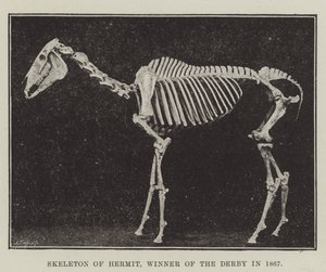Skeleton of Hermit, vinner av derbyet i 1867 av English Photographer