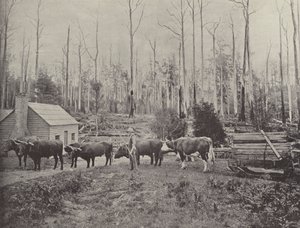 Slede tømmer i Lebrina, Tasmania av English Photographer