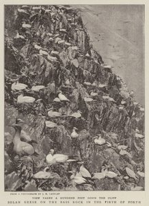 Solan Geese på Bass Rock i Firth of Forth av English Photographer