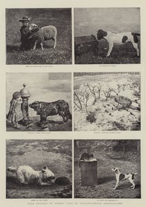 Noen studier av dyreliv ved øyeblikkelig fotografering