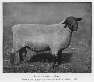 Suffolk Shearling Ram, førstepris, Royal Agricultural Society