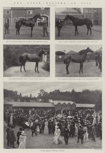 Ascot-møtet i 1901