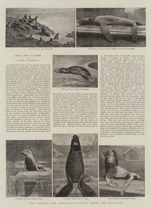 Fiskeristriden i Beringhavet, sel og sjøløver