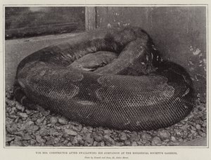 Boa Constrictor etter å ha svelget sin følgesvenn ved Zoological Societys Gardens av English Photographer