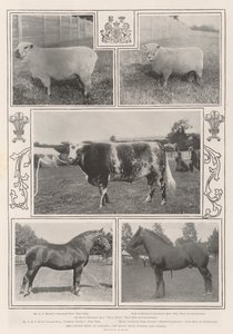 The Cattle Show i Cardiff, Royal Prize Winner og andre