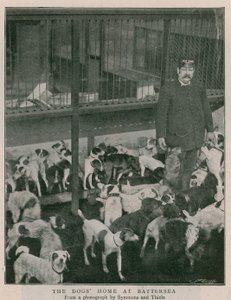 The Dogs Home at Battersea av English Photographer