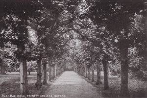 The Lime Walk, Trinity College, Oxford av English Photographer