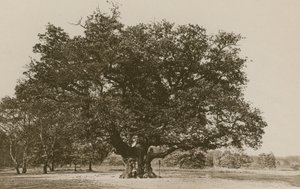 The Major Oak, Sherwood Forest av English Photographer